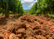 Vino Lingo – “Minerality” Paul Anamosa PhD, Vineyard Soil Technologies, Napa Valley
