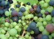 Vino Lingo – “Millerandage” Kenny McMahon, Co-Founder & Winemaker, Arabilis, Willamette Valley