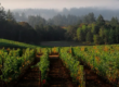 Vino Lingo – “Spelunking” Rachel Rose, Winemaker & Vineyard Director, Bryn Mawr Vineyards, Willamette Valley, Oregon