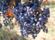 Vino Lingo – “Typicity”  Glenn Salva, Managing Director, Antinori Napa Valley